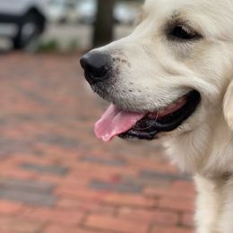 Captain - Golden Retriever