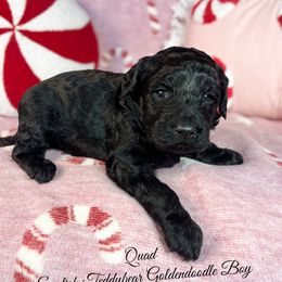Quad - Black male Goldendoodle puppy in Grove, Oklahoma from Guinn Family Farms