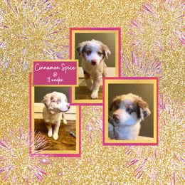 Miniature American Shepherd Puppies from Soul Stone Kennels