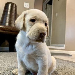 Labrador Retriever Puppies from Circle H Labradors