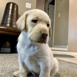 Labrador Retriever Puppies from Circle H Labradors