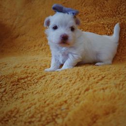 Maltese, Morkie, and Yorkshire Terrier Puppies from Little Paws Nursery