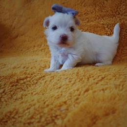 Maltese, Morkie, and Yorkshire Terrier Puppies from Little Paws Nursery