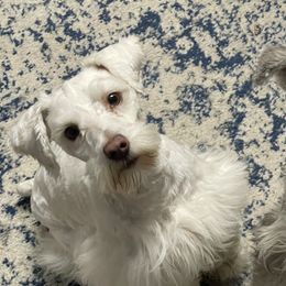 Ranger - Miniature Schnauzer