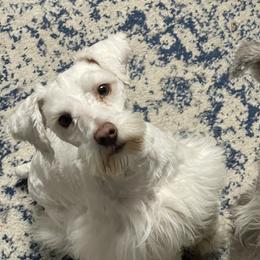 Ranger - Miniature Schnauzer