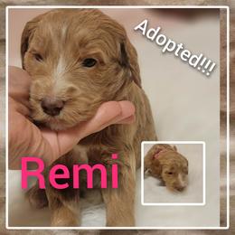Goldendoodle Puppies from Stacy Warwick