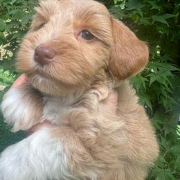 Cassie - Wheaten female Miniature Schnauzer puppy in Grayson, Kentucky from Seventh Heaven Schnauzers
