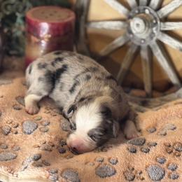 Palmer - Blue merle male Miniature Australian Shepherd puppy in California from Eagle River Aussies