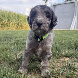 Finn - Blue merle male Sheepadoodle puppy in Lancaster, Pennsylvania from Bitler Family Puppies