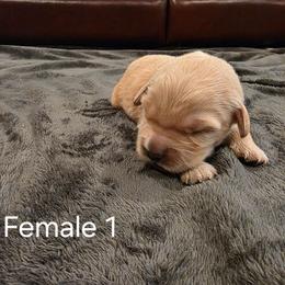 Girl 1 - Golden female Golden Retriever puppy in Festus, Missouri from Davis's Golden Retrievers