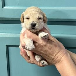 Grant - Cream male Maltipoo puppy in Mabelvale, Arkansas from Durham's Designer Poos