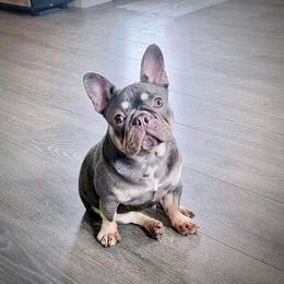 Luna - French Bulldog
