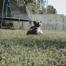American Corgi and Pembroke Welsh Corgi Puppies from Witch Creek Corgis