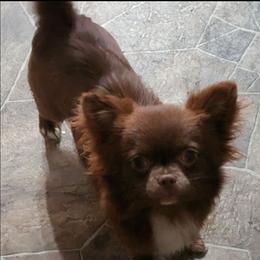 Coco - Chihuahua
