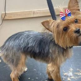 Sadie - Yorkshire Terrier