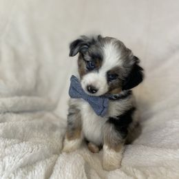 Miniature American Shepherd, Miniature Australian Shepherd, and Toy Australian Shepherd Puppies from Little Dipper mini Americans and toy Aussies