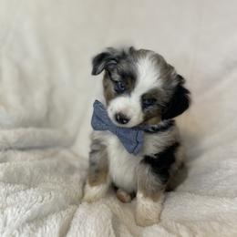 Miniature American Shepherd, Miniature Australian Shepherd, and Toy Australian Shepherd Puppies from Little Dipper mini Americans and toy Aussies