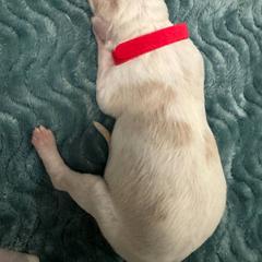 Red Collar - White Borzoi puppy in Texas from Houston Borzoi