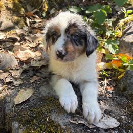 Odin - Blue merle male Australian Shepherd puppy in Grants Pass, Oregon from Carmel Mountain Aussies