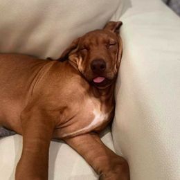 Miniature Pinschers and Rhodesian Ridgebacks from Haley Gross's 	Rhodesian Ridgebacks and Minature Pinchers