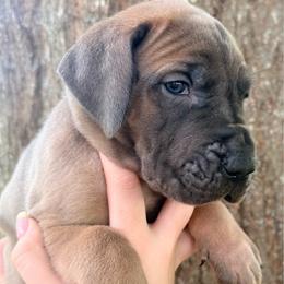 Hunter green collar - Fawn male Great Dane puppy in Ider, Alabama from Sand Mountain Danes LLC