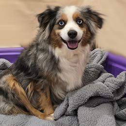 Journey - Miniature Australian Shepherd