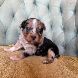 Girl 2 - Blue merle female Australian Shepherd puppy in Bison, South Dakota from South Dakota Creekside Australian Shepherds