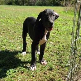 Great Dane Puppies from Trisha Self's Great Danes