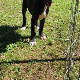 Great Dane Puppies from Trisha Self's Great Danes