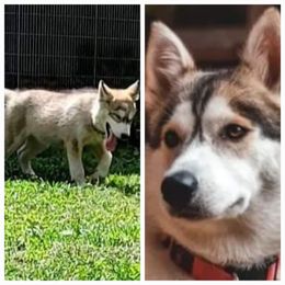 Siberian Husky Puppies from Dixie's Siberians