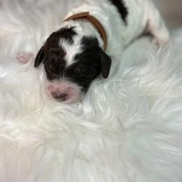 Tan - Frost - Parti male Goldendoodle puppy in Cleveland, Georgia from The O.G. Doodles