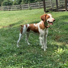 Charlie - Orange and white male Brittany puppy in Alburtis, Pennsylvania from Triumphant Kennels