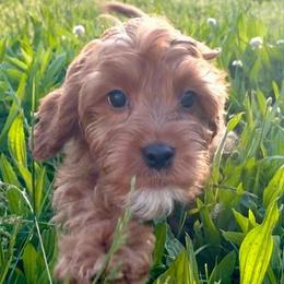 Sprout - Gentle, calm male with a soft, affectionate temperament - Red male Cavapoo puppy in Knoxville, Tennessee from Duke’s Forever Doodles