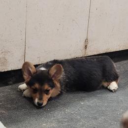 American Corgi and Pembroke Welsh Corgi Puppies from Nightstreak Corgis