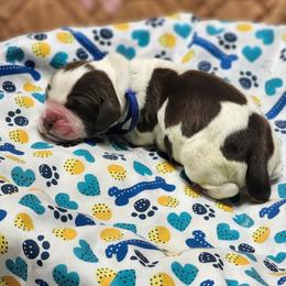 Crunch - Liver white and roan male English Springer Spaniel puppy in Westover, Maryland from Sterling's springer Haven