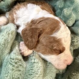 Buttercup - Red female Bernedoodle puppy in Mint Hill, North Carolina from Ball-Y-Hoo Bernedoodles