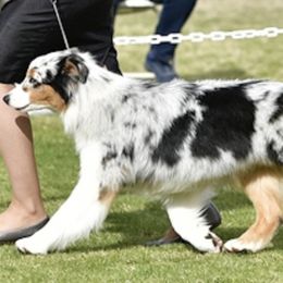 Australian Shepherds from Up N Comin Aussies