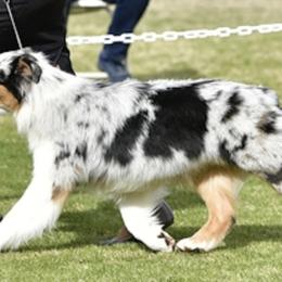 Australian Shepherds from Up N Comin Aussies
