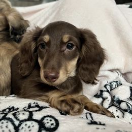 Jos - Dachshund