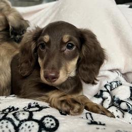 Jos - Dachshund