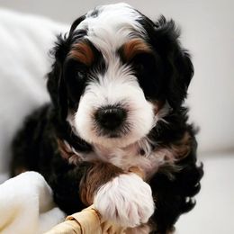 Bernedoodles and Sheepadoodles from Salt & Snow Pups