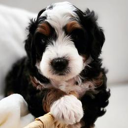 Bernedoodles and Sheepadoodles from Salt & Snow Pups