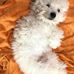 Bologneses from Space City Bolognese