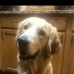 Golden Retriever Puppies from Graceful Goldens