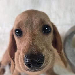 AKC Cooper -Parents DNA- 2,700 - Cream male Dachshund puppy in Kansas City, Missouri from Divine Doxies LLC