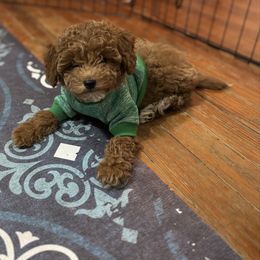 Hallelujah (Halle) - Red  female Goldendoodle puppy in Lillington, North Carolina from Peace, Love, and Puppies at the Creek