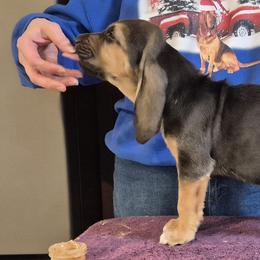 Bloodhounds from Treasures Kennels