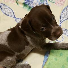 Braque Francais Pyreneans and Vizslas from Wingshot Kennels