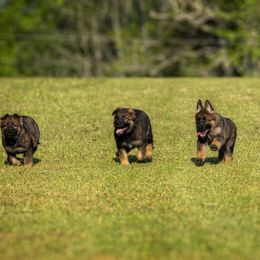 German Shepherd Puppies from Sommerfeld German Shepherds