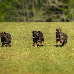 German Shepherd Puppies from Sommerfeld German Shepherds